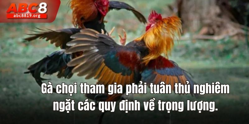 Gà chọi tham gia phải tuân thủ nghiêm ngặt các quy định về trọng lượng.