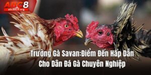 trường gà Savan